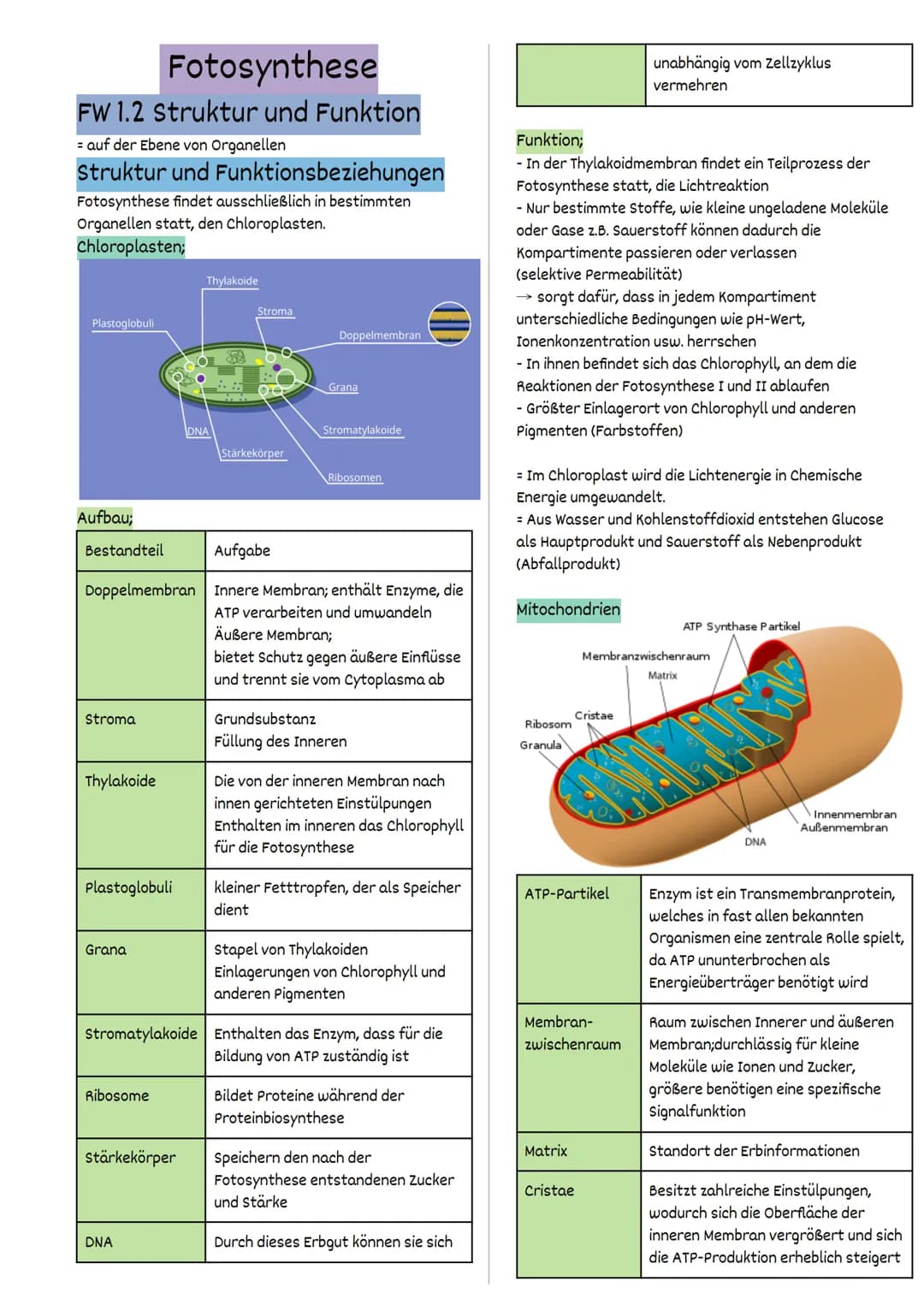 Fotosynthese
FW 1.2 Struktur und Funktion
= auf der Ebene von Organellen
Struktur und Funktionsbeziehungen
Fotosynthese findet ausschließlic