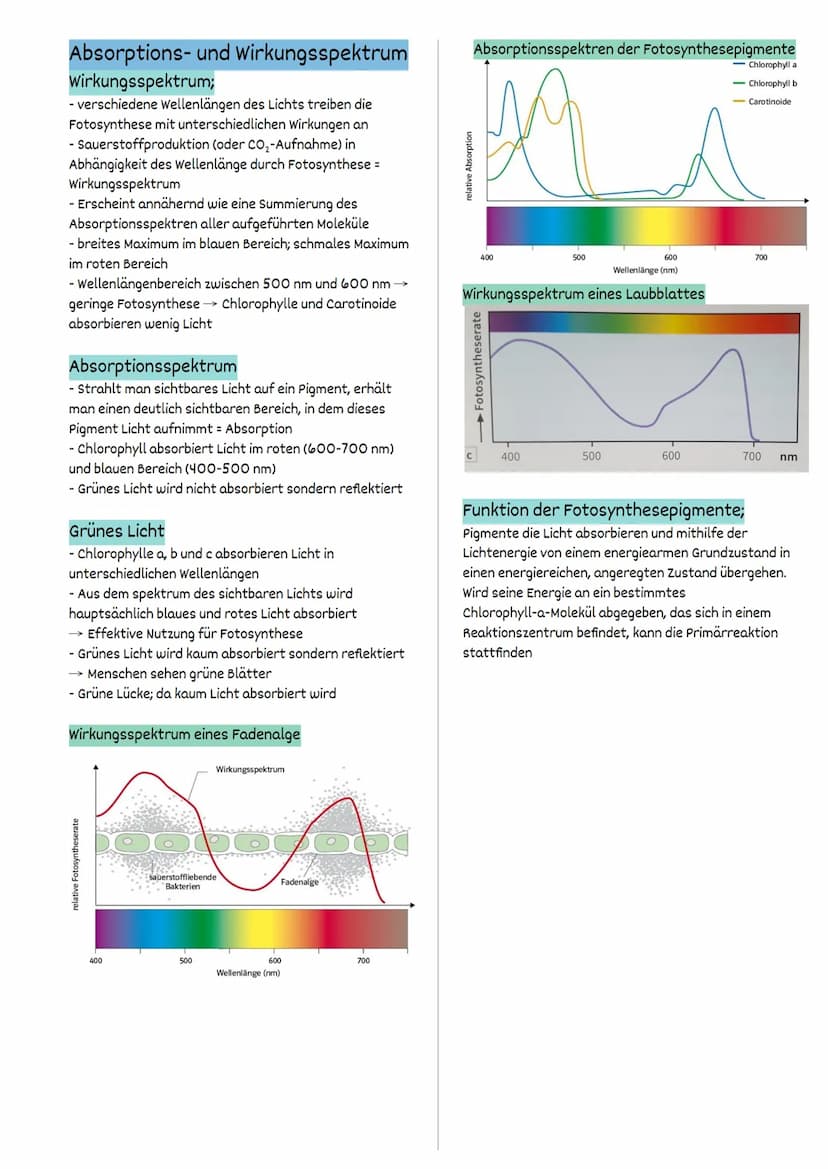 Fotosynthese
FW 1.2 Struktur und Funktion
= auf der Ebene von Organellen
Struktur und Funktionsbeziehungen
Fotosynthese findet ausschließlic
