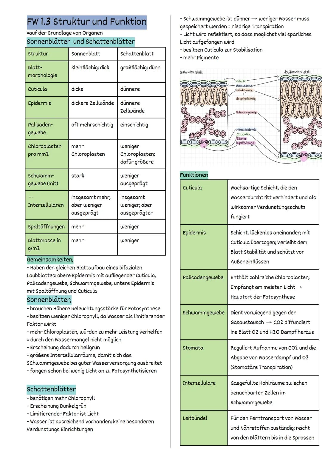 Fotosynthese
FW 1.2 Struktur und Funktion
= auf der Ebene von Organellen
Struktur und Funktionsbeziehungen
Fotosynthese findet ausschließlic