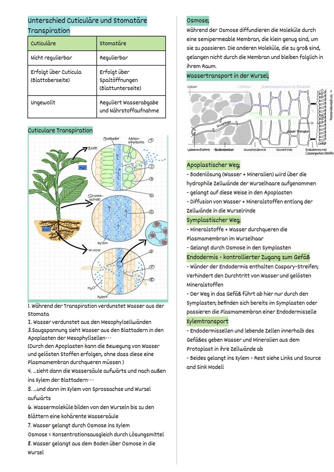 Fotosynthese
FW 1.2 Struktur und Funktion
= auf der Ebene von Organellen
Struktur und Funktionsbeziehungen
Fotosynthese findet ausschließlic
