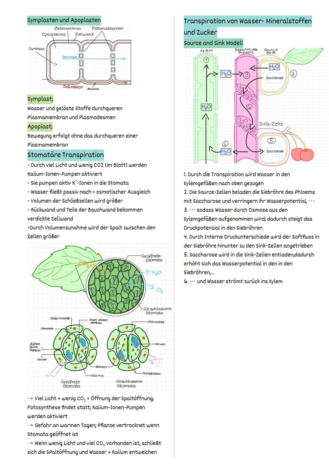 Fotosynthese
FW 1.2 Struktur und Funktion
= auf der Ebene von Organellen
Struktur und Funktionsbeziehungen
Fotosynthese findet ausschließlic