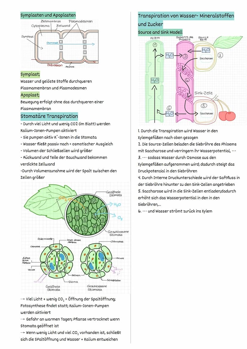 Fotosynthese
FW 1.2 Struktur und Funktion
= auf der Ebene von Organellen
Struktur und Funktionsbeziehungen
Fotosynthese findet ausschließlic