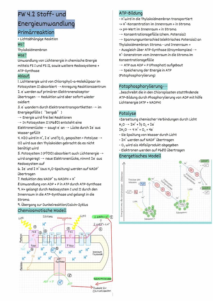 Fotosynthese
FW 1.2 Struktur und Funktion
= auf der Ebene von Organellen
Struktur und Funktionsbeziehungen
Fotosynthese findet ausschließlic