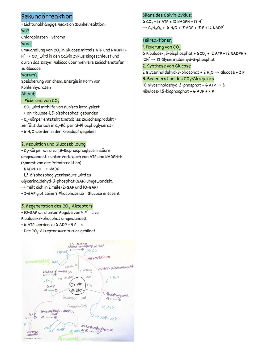 Fotosynthese
FW 1.2 Struktur und Funktion
= auf der Ebene von Organellen
Struktur und Funktionsbeziehungen
Fotosynthese findet ausschließlic