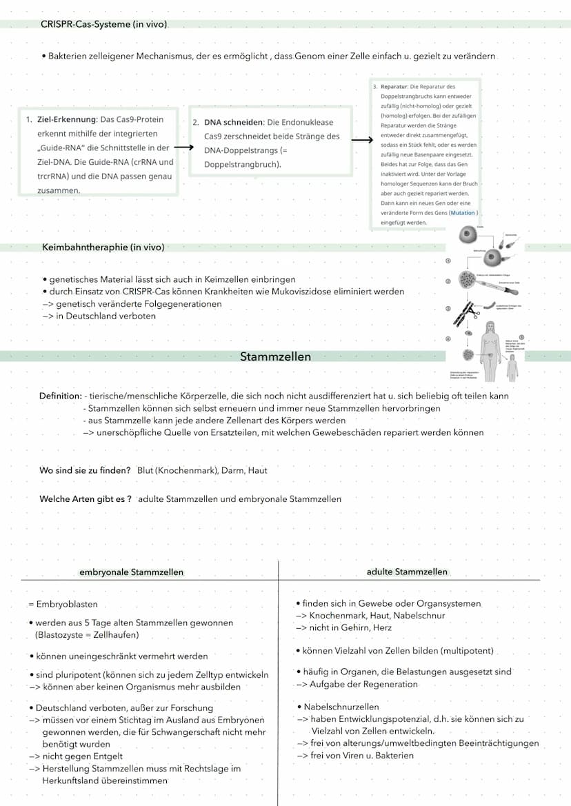 • Gentherapie = Einbringen von Genen in menschliche Zellen, um Krankheiten zu heilen (schwierig)
Ex-vivo und in-vivo Gentherapie
ex-vivo: Ei