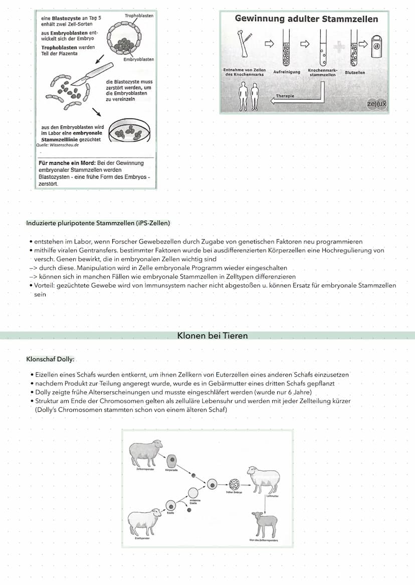 • Gentherapie = Einbringen von Genen in menschliche Zellen, um Krankheiten zu heilen (schwierig)
Ex-vivo und in-vivo Gentherapie
ex-vivo: Ei