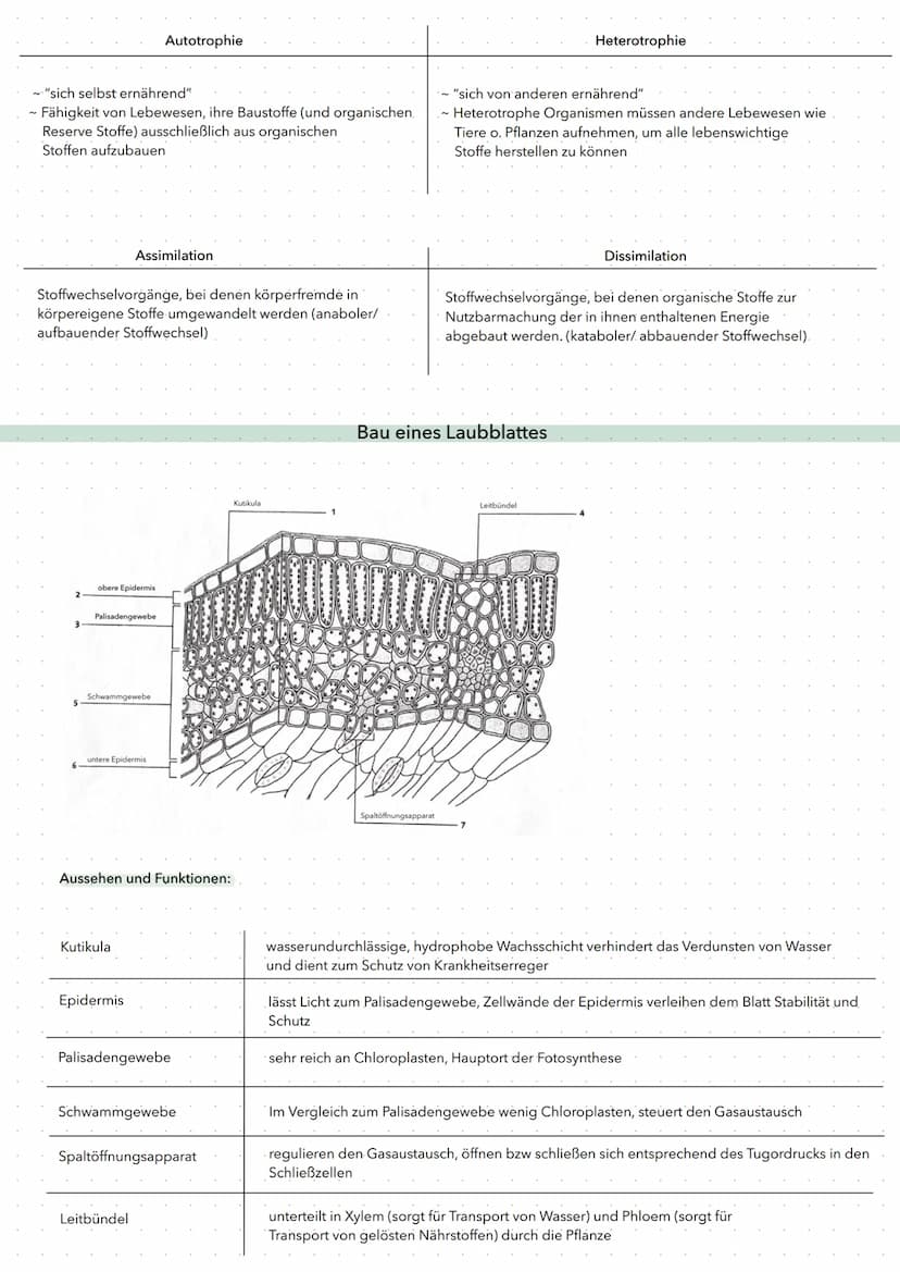 • Gentherapie = Einbringen von Genen in menschliche Zellen, um Krankheiten zu heilen (schwierig)
Ex-vivo und in-vivo Gentherapie
ex-vivo: Ei