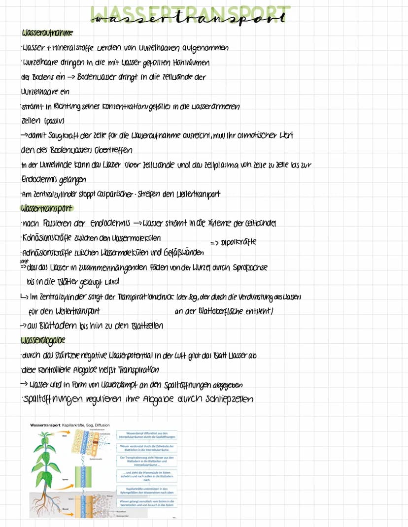 Okologie
Die Okologie befasst sich mit den Wechselwirkungen zwischen Organismen und ihrer
Umwelt sowie den Beziehungen der Organismen untere