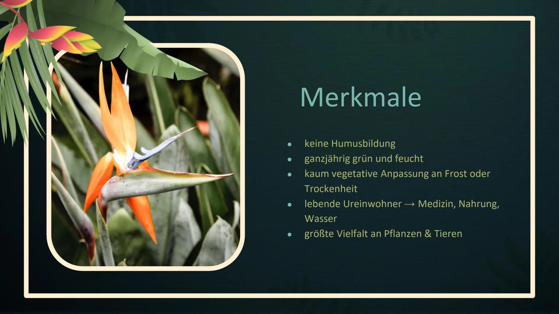 Stell dir vor, du
stündest mitten im
Tropischen
Regenwald... Tropischer Regenwald
Geographie Leistungskurs
EFG Klasse 12 1
2
Lage &
Merkmale