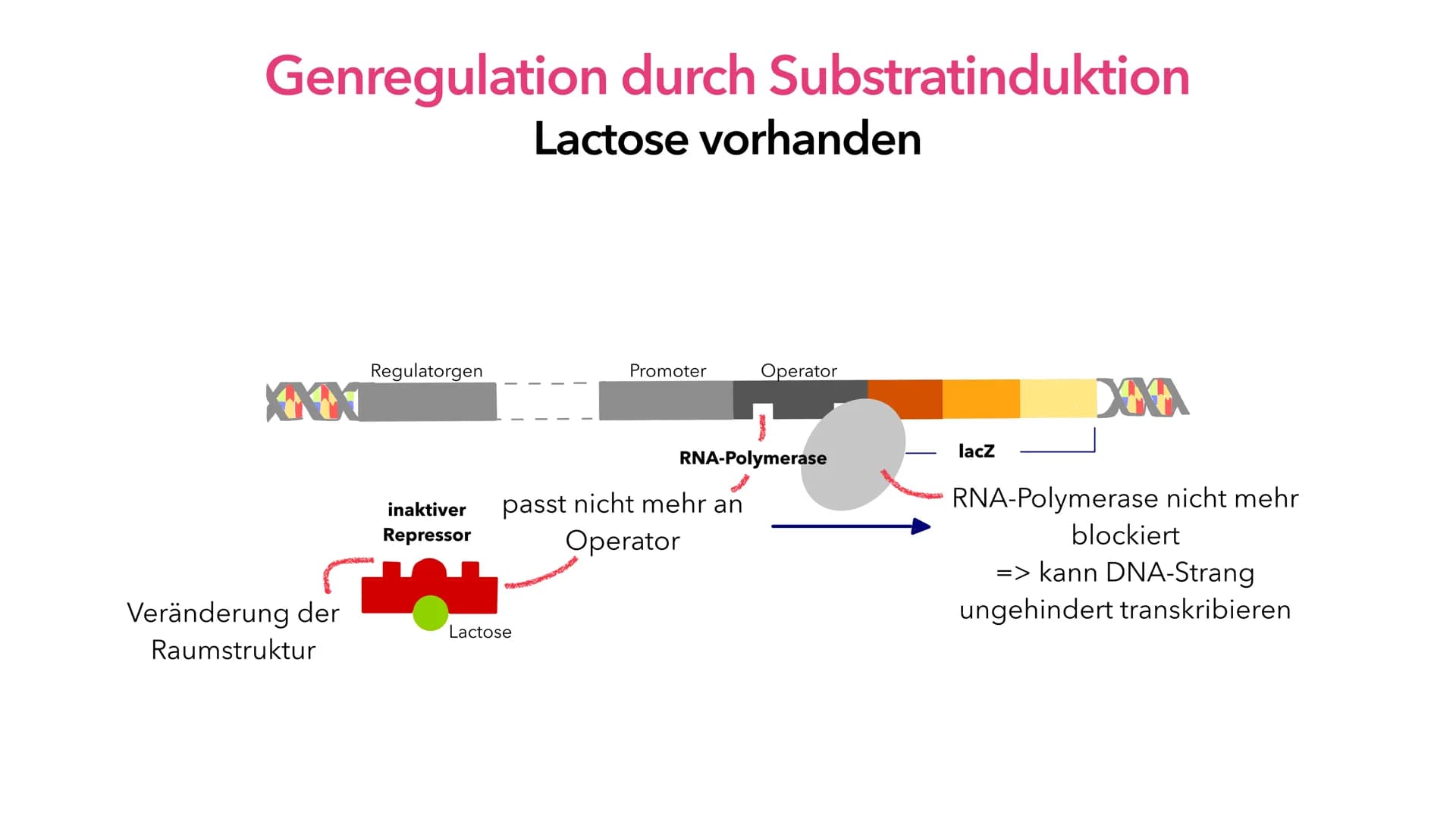 Phosphat (P)
Adenin (A)
Cytosin (C)
A
Thymin (T)
Guanin (G)
Genregulation
Pia Lindau & Mali Nilles; Biologie GK, Herr Förster Inhaltsverzeic