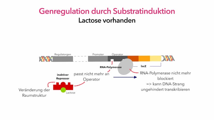 Phosphat (P)
Adenin (A)
Cytosin (C)
A
Thymin (T)
Guanin (G)
Genregulation
Pia Lindau & Mali Nilles; Biologie GK, Herr Förster Inhaltsverzeic