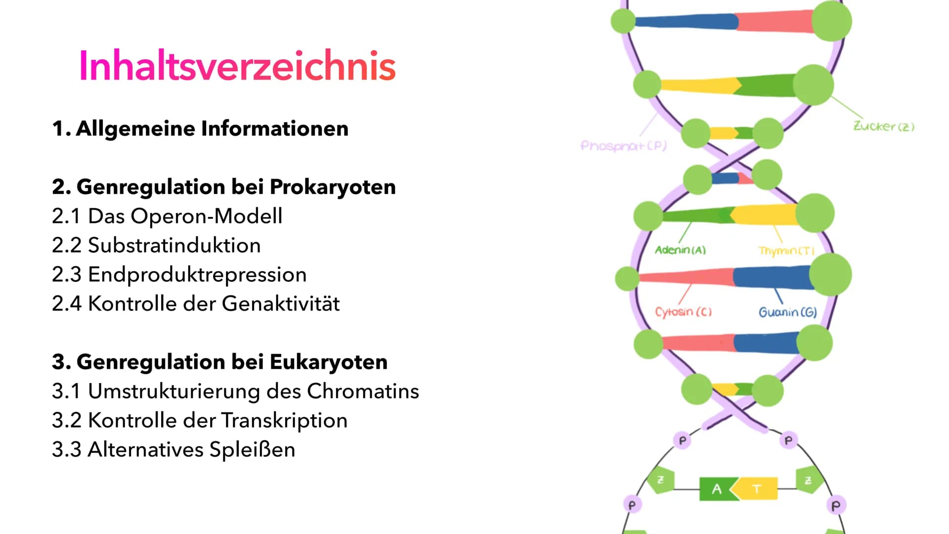 Phosphat (P)
Adenin (A)
Cytosin (C)
A
Thymin (T)
Guanin (G)
Genregulation
Pia Lindau & Mali Nilles; Biologie GK, Herr Förster Inhaltsverzeic