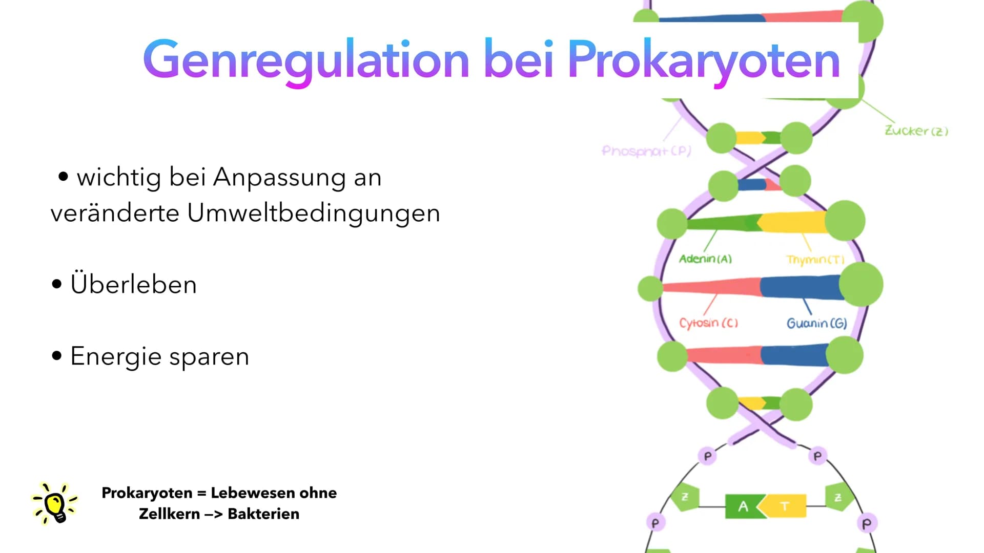 Phosphat (P)
Adenin (A)
Cytosin (C)
A
Thymin (T)
Guanin (G)
Genregulation
Pia Lindau & Mali Nilles; Biologie GK, Herr Förster Inhaltsverzeic