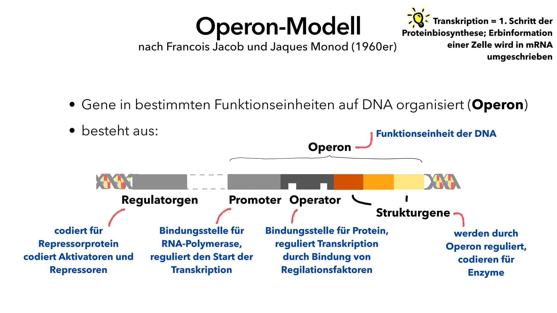 Phosphat (P)
Adenin (A)
Cytosin (C)
A
Thymin (T)
Guanin (G)
Genregulation
Pia Lindau & Mali Nilles; Biologie GK, Herr Förster Inhaltsverzeic