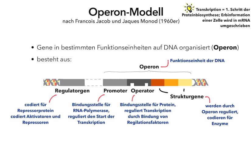 Phosphat (P)
Adenin (A)
Cytosin (C)
A
Thymin (T)
Guanin (G)
Genregulation
Pia Lindau & Mali Nilles; Biologie GK, Herr Förster Inhaltsverzeic