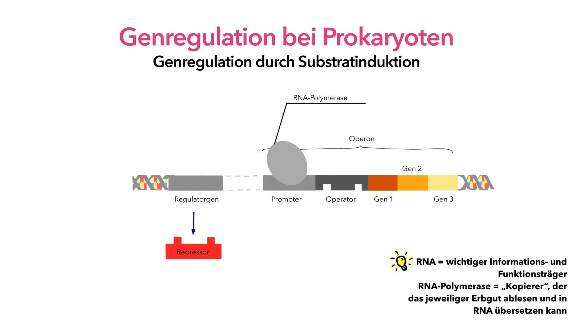 Phosphat (P)
Adenin (A)
Cytosin (C)
A
Thymin (T)
Guanin (G)
Genregulation
Pia Lindau & Mali Nilles; Biologie GK, Herr Förster Inhaltsverzeic