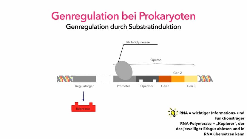 Phosphat (P)
Adenin (A)
Cytosin (C)
A
Thymin (T)
Guanin (G)
Genregulation
Pia Lindau & Mali Nilles; Biologie GK, Herr Förster Inhaltsverzeic