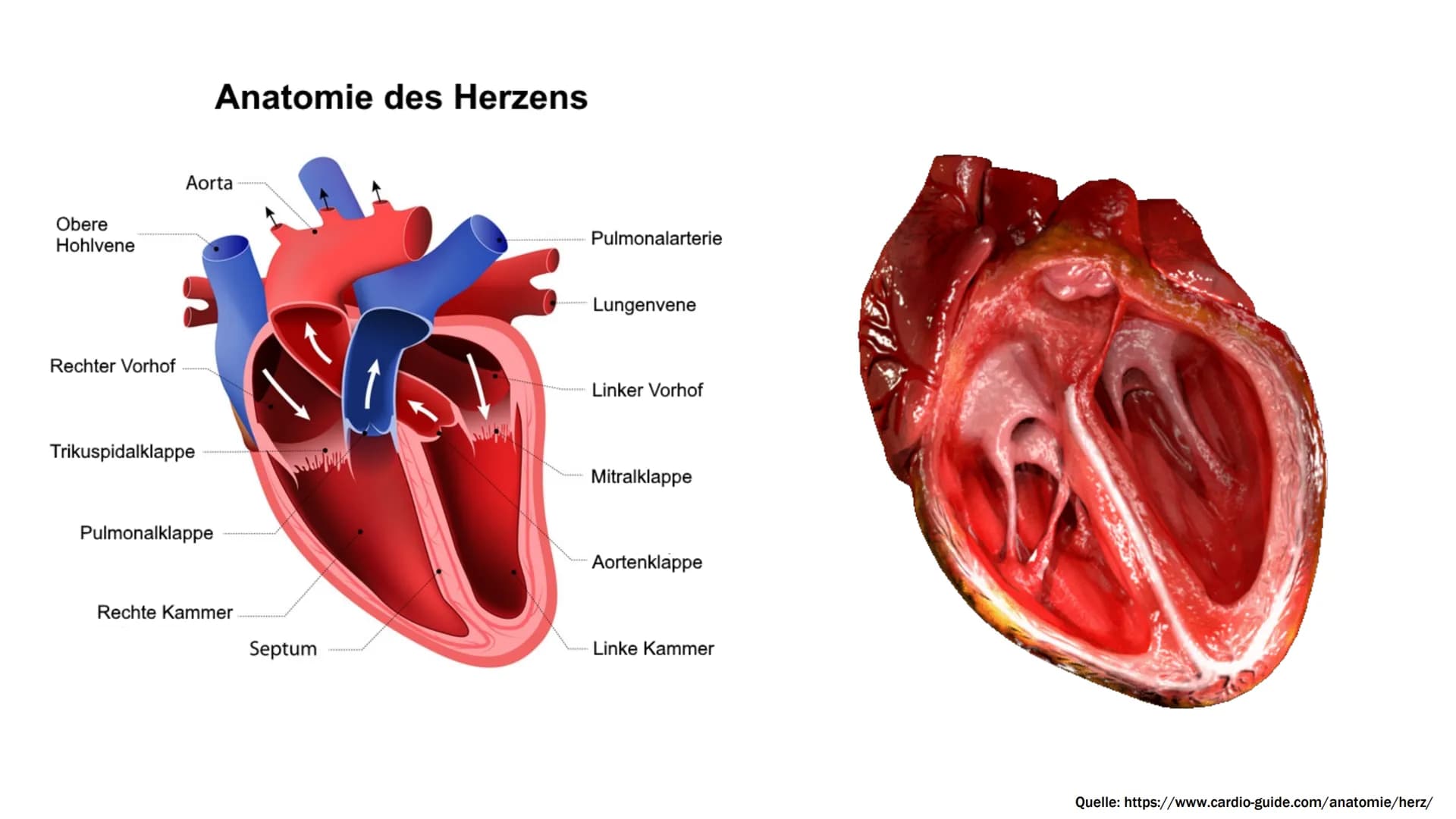 DAS HERZ Handout: Das Herz
Anatomie
Obere
Hohlvene
Rechter Vorhof
Anatomie des Herzens
Aorta
Trikuspidalklappe
Pulmonalklappe
Rechte Kammer
