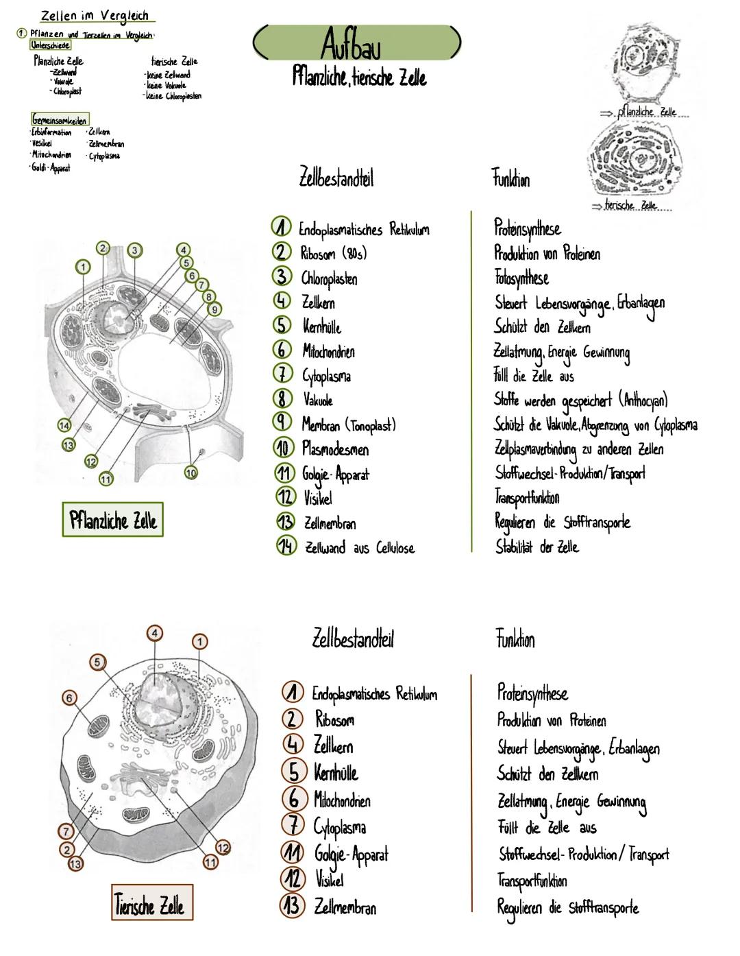 Zellen im Vergleich

1 Pflanzen und Tierzellen im Vergleich
Unlerschiede
Planzliche Zelle
-Zelwend
Veiwoje
-Chloroplast

tierische Zelle
kei