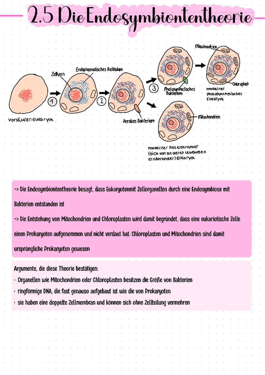 die Endosymbiontentheorie 