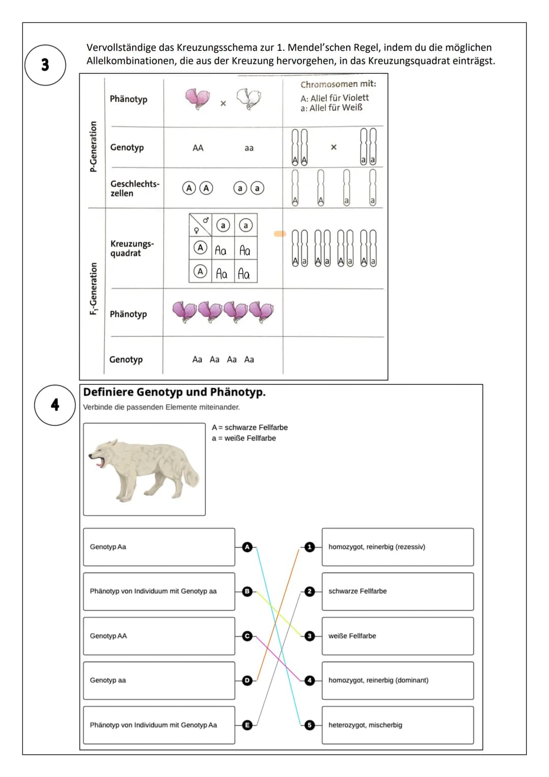 1
2
Definiere die wichtigsten genetischen Fachbegriffe.
Verbinde die passenden Elemente miteinander.
Der Genotyp
Dominant
Homozygot
Heterozy