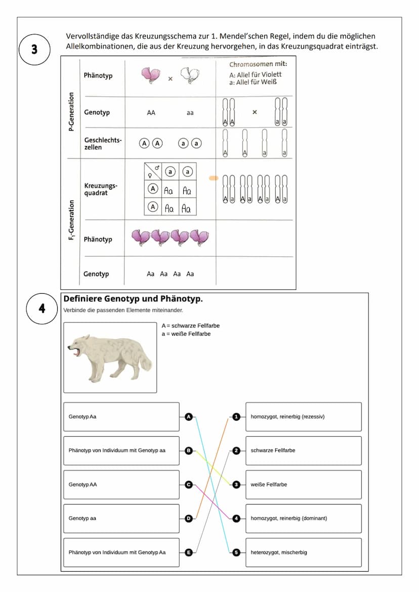 1
2
Definiere die wichtigsten genetischen Fachbegriffe.
Verbinde die passenden Elemente miteinander.
Der Genotyp
Dominant
Homozygot
Heterozy