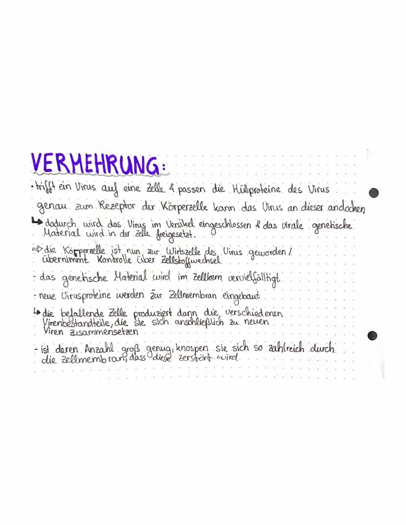 VERMEHRUNG
• trifft ein Virus auf eine Zelle & passen die Hüll proteine des Virus
genau zum Rezeptor der Körperzelle kann das Virus an diese