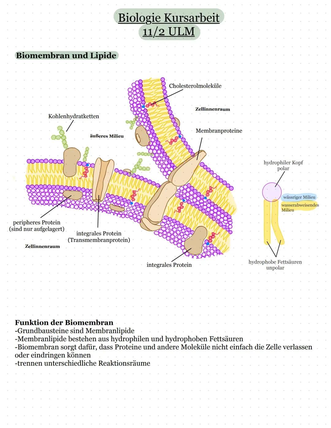 Biomembran und Enzyme