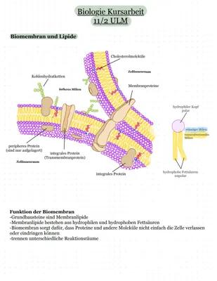 Know Biomembran und Enzyme thumbnail