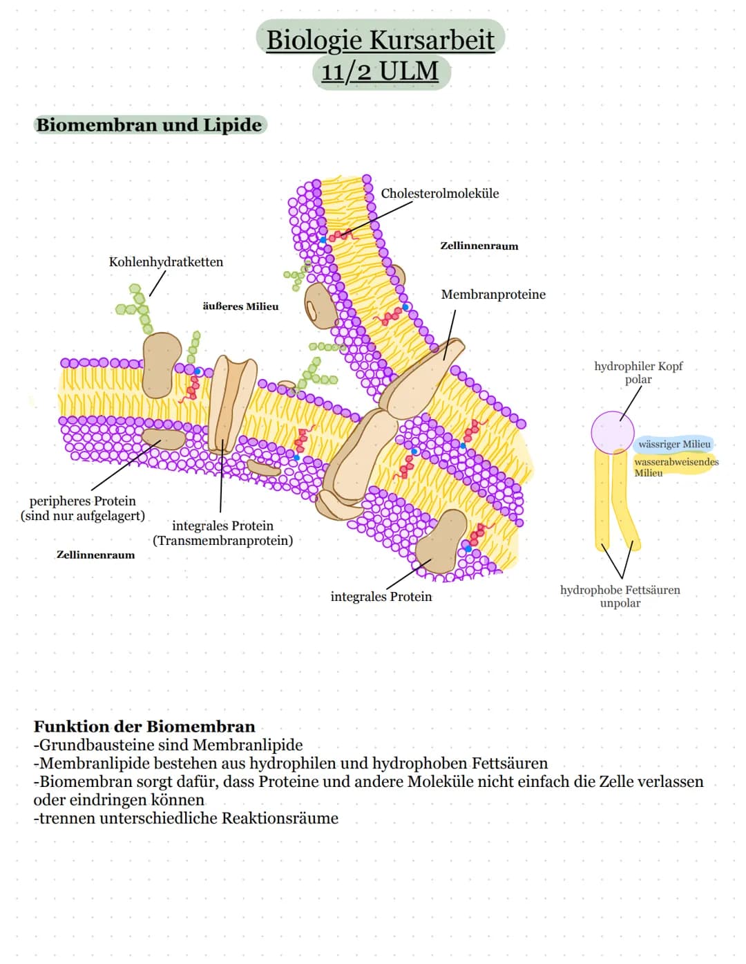 Biomembran und Lipide
Kohlenhydratketten
peripheres Protein
(sind nur aufgelagert)
Zellinnenraum
Biologie Kursarbeit
11/2 ULM
äußeres Milieu