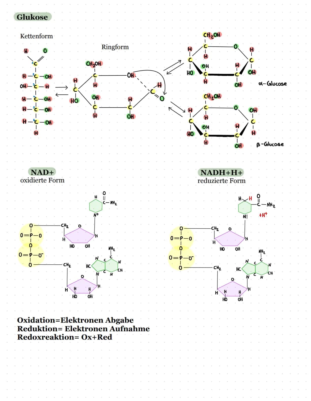 Biomembran und Lipide
Kohlenhydratketten
peripheres Protein
(sind nur aufgelagert)
Zellinnenraum
Biologie Kursarbeit
11/2 ULM
äußeres Milieu