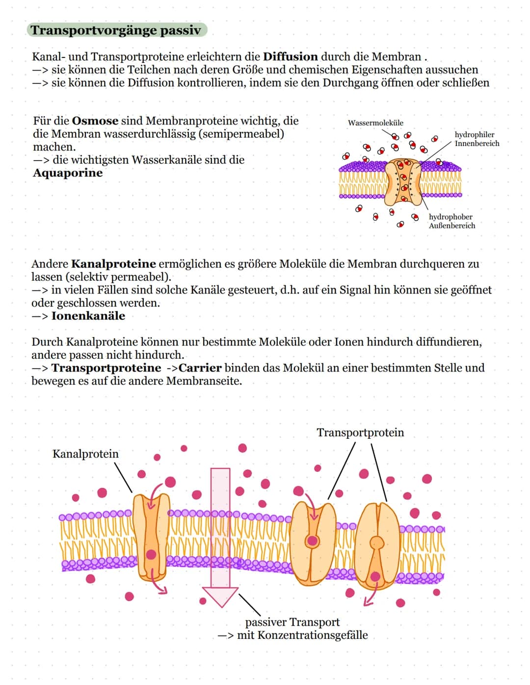 Biomembran und Lipide
Kohlenhydratketten
peripheres Protein
(sind nur aufgelagert)
Zellinnenraum
Biologie Kursarbeit
11/2 ULM
äußeres Milieu