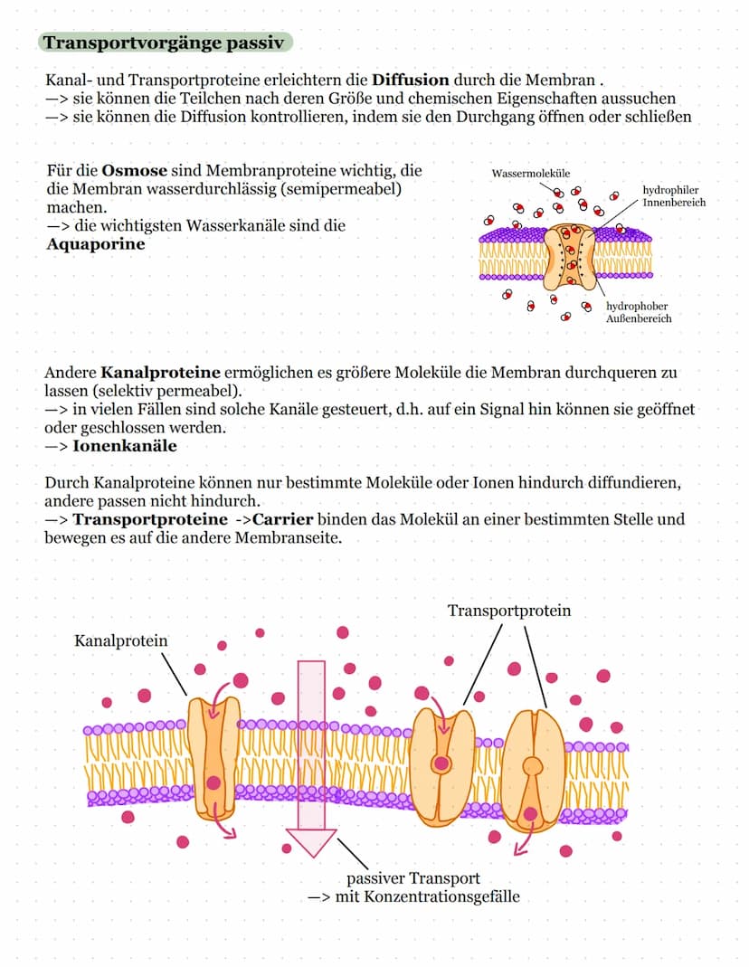 Biomembran und Lipide
Kohlenhydratketten
peripheres Protein
(sind nur aufgelagert)
Zellinnenraum
Biologie Kursarbeit
11/2 ULM
äußeres Milieu