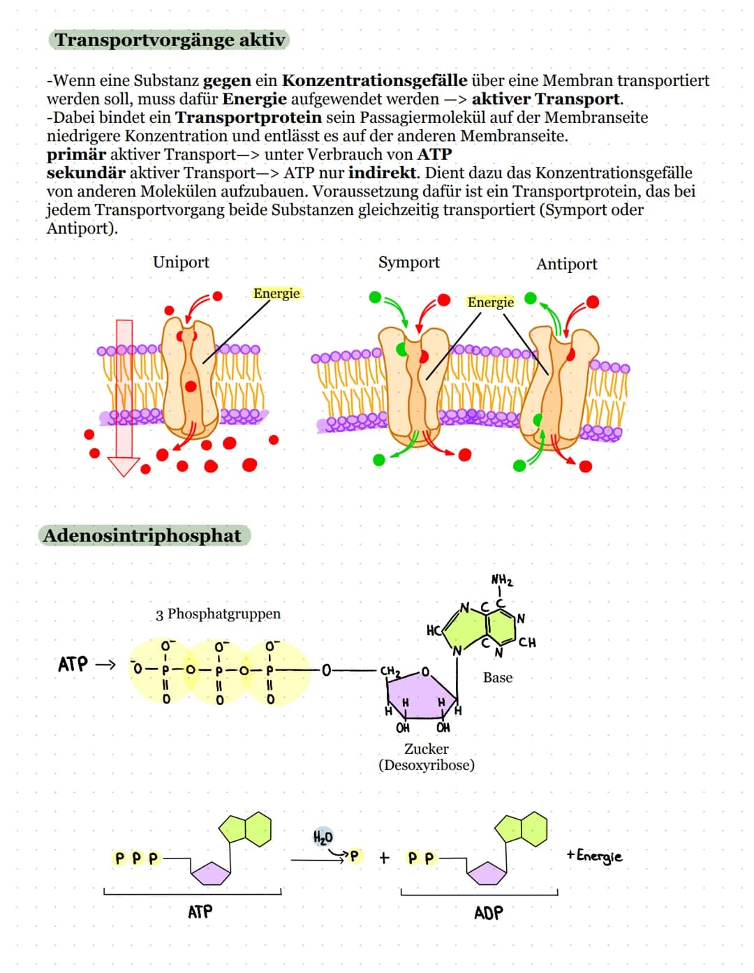 Biomembran und Lipide
Kohlenhydratketten
peripheres Protein
(sind nur aufgelagert)
Zellinnenraum
Biologie Kursarbeit
11/2 ULM
äußeres Milieu