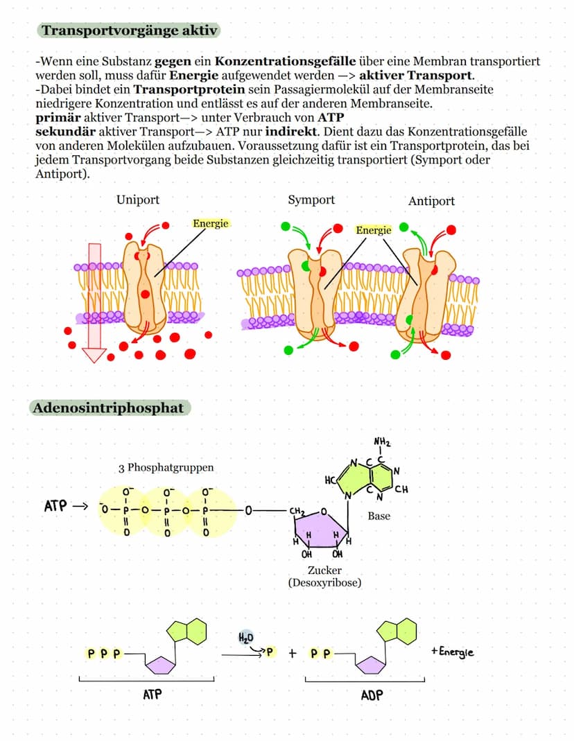Biomembran und Lipide
Kohlenhydratketten
peripheres Protein
(sind nur aufgelagert)
Zellinnenraum
Biologie Kursarbeit
11/2 ULM
äußeres Milieu