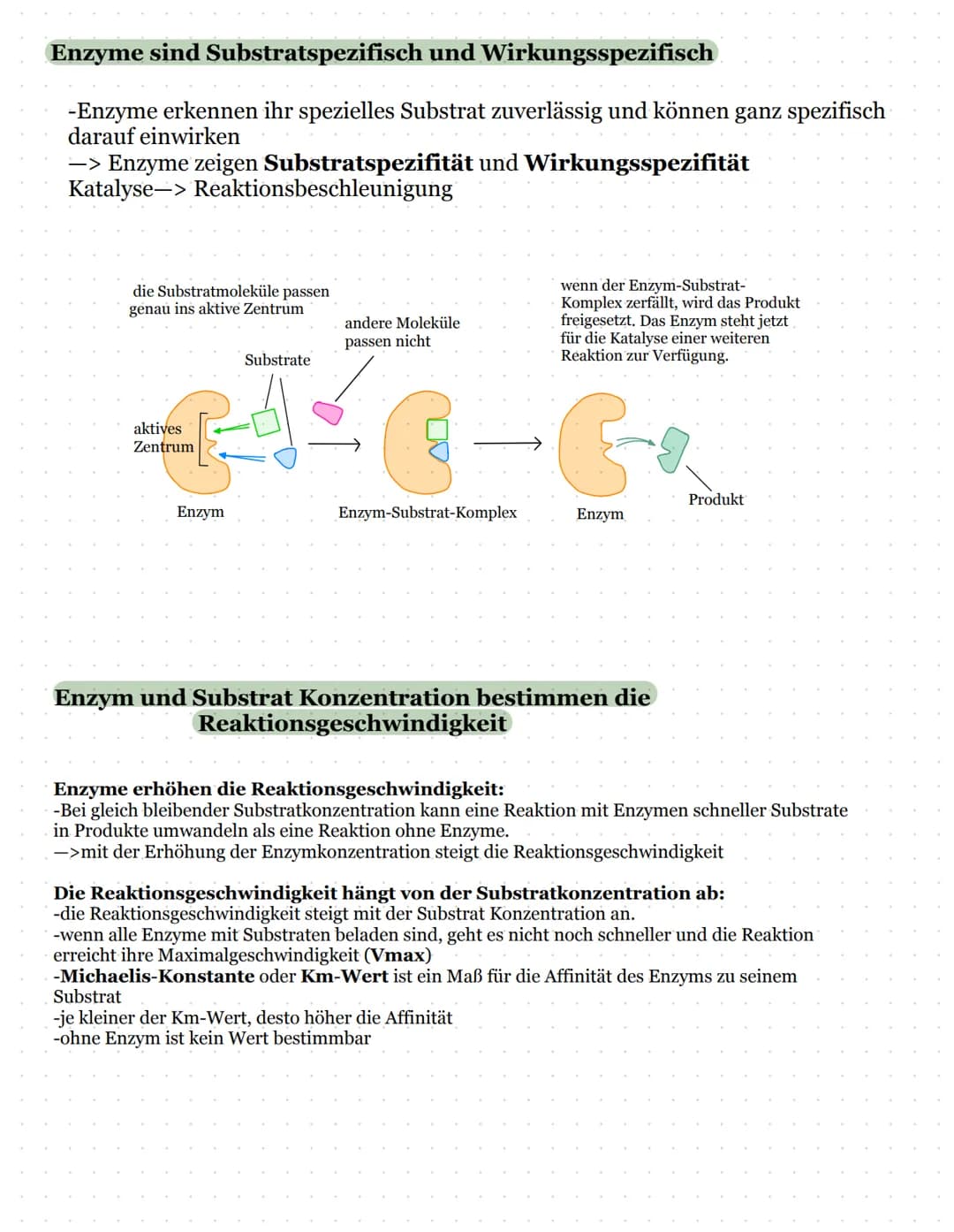 Biomembran und Lipide
Kohlenhydratketten
peripheres Protein
(sind nur aufgelagert)
Zellinnenraum
Biologie Kursarbeit
11/2 ULM
äußeres Milieu
