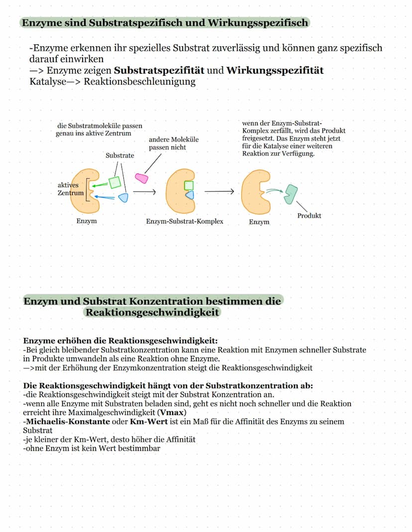 Biomembran und Lipide
Kohlenhydratketten
peripheres Protein
(sind nur aufgelagert)
Zellinnenraum
Biologie Kursarbeit
11/2 ULM
äußeres Milieu