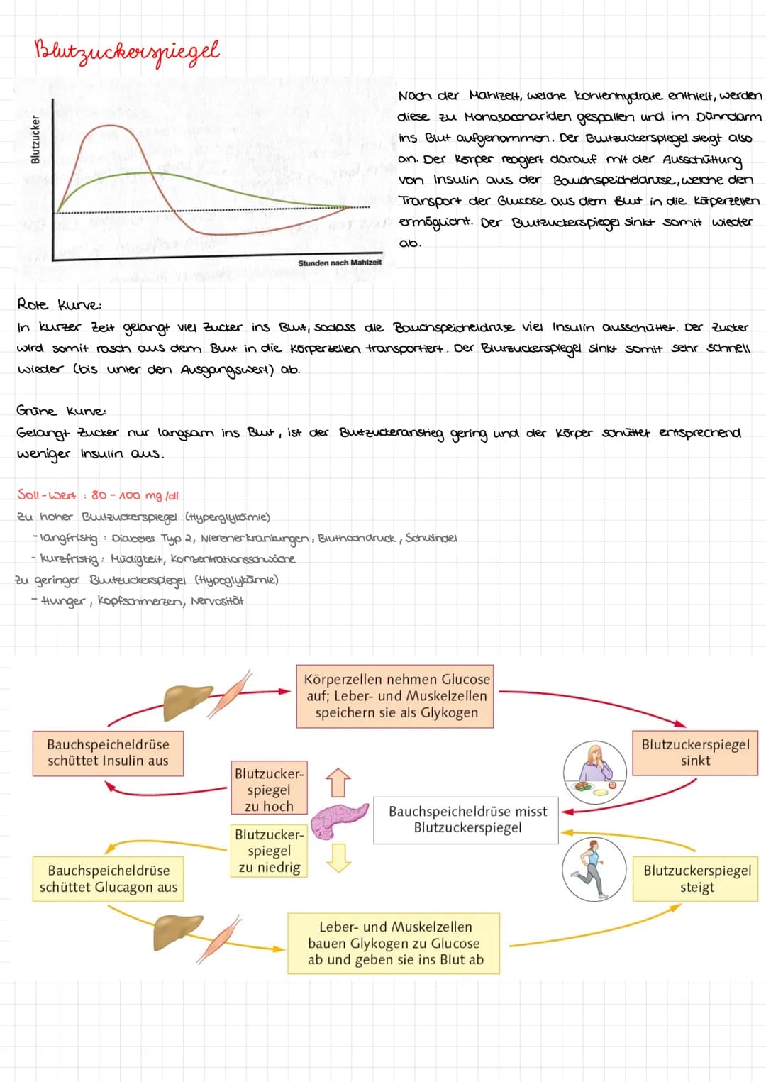 Kohlenhydrate Kohlenhydrate
Monosaccharide
Aldenydgruppe
ketogruppe
Alkoholgruppe
Glucose
H
HO
H
H
Fruktose
HO
H
H
H
НО
HO
H
CH₂OH
H
CH₂OH
G