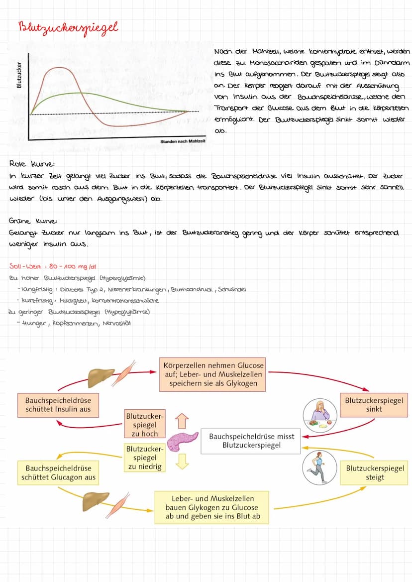 Kohlenhydrate Kohlenhydrate
Monosaccharide
Aldenydgruppe
ketogruppe
Alkoholgruppe
Glucose
H
HO
H
H
Fruktose
HO
H
H
H
НО
HO
H
CH₂OH
H
CH₂OH
G