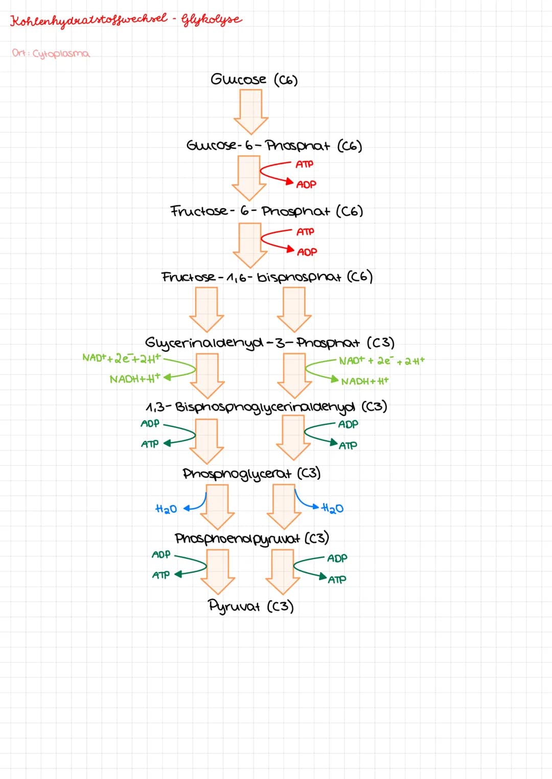 Kohlenhydrate Kohlenhydrate
Monosaccharide
Aldenydgruppe
ketogruppe
Alkoholgruppe
Glucose
H
HO
H
H
Fruktose
HO
H
H
H
НО
HO
H
CH₂OH
H
CH₂OH
G