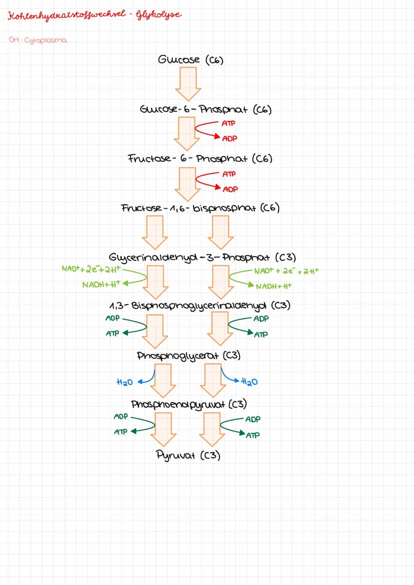 Kohlenhydrate Kohlenhydrate
Monosaccharide
Aldenydgruppe
ketogruppe
Alkoholgruppe
Glucose
H
HO
H
H
Fruktose
HO
H
H
H
НО
HO
H
CH₂OH
H
CH₂OH
G