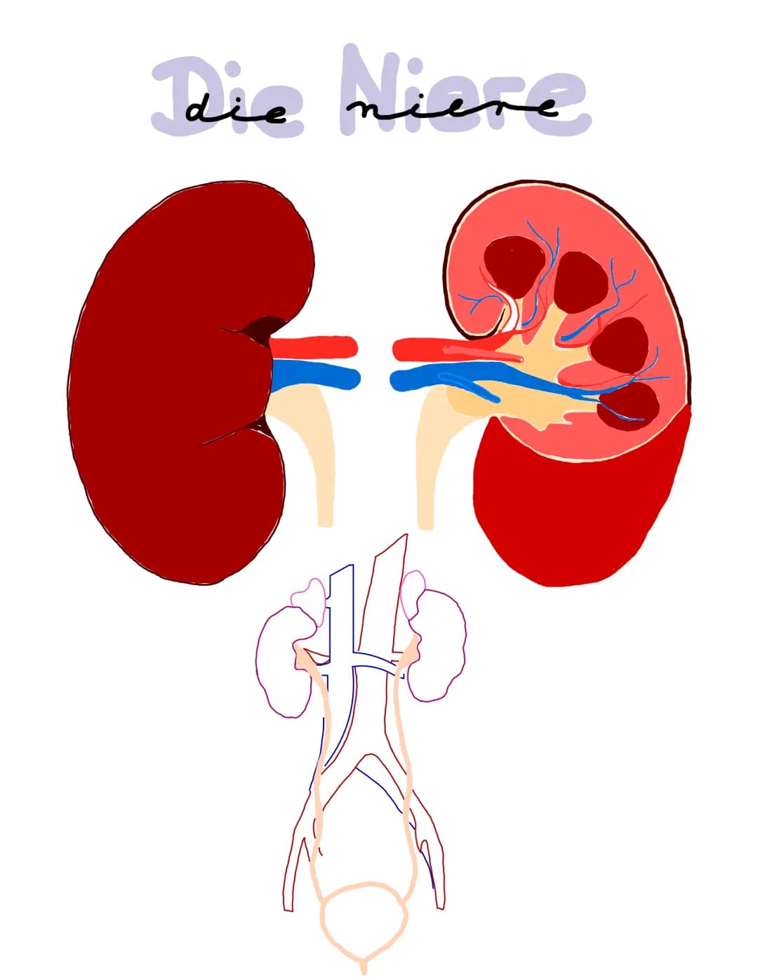 Die niere
}
100 Gliederung
1. Präparation Diere
2. Aufbau und Lage der Niere
3. Funktion der Niere
4. Bau, Funktion und Lage des Nephrons
5.