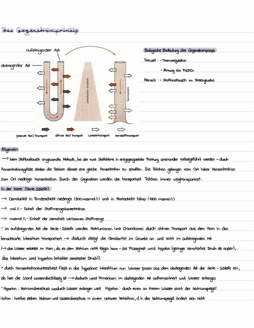 Die niere
}
100 Gliederung
1. Präparation Diere
2. Aufbau und Lage der Niere
3. Funktion der Niere
4. Bau, Funktion und Lage des Nephrons
5.