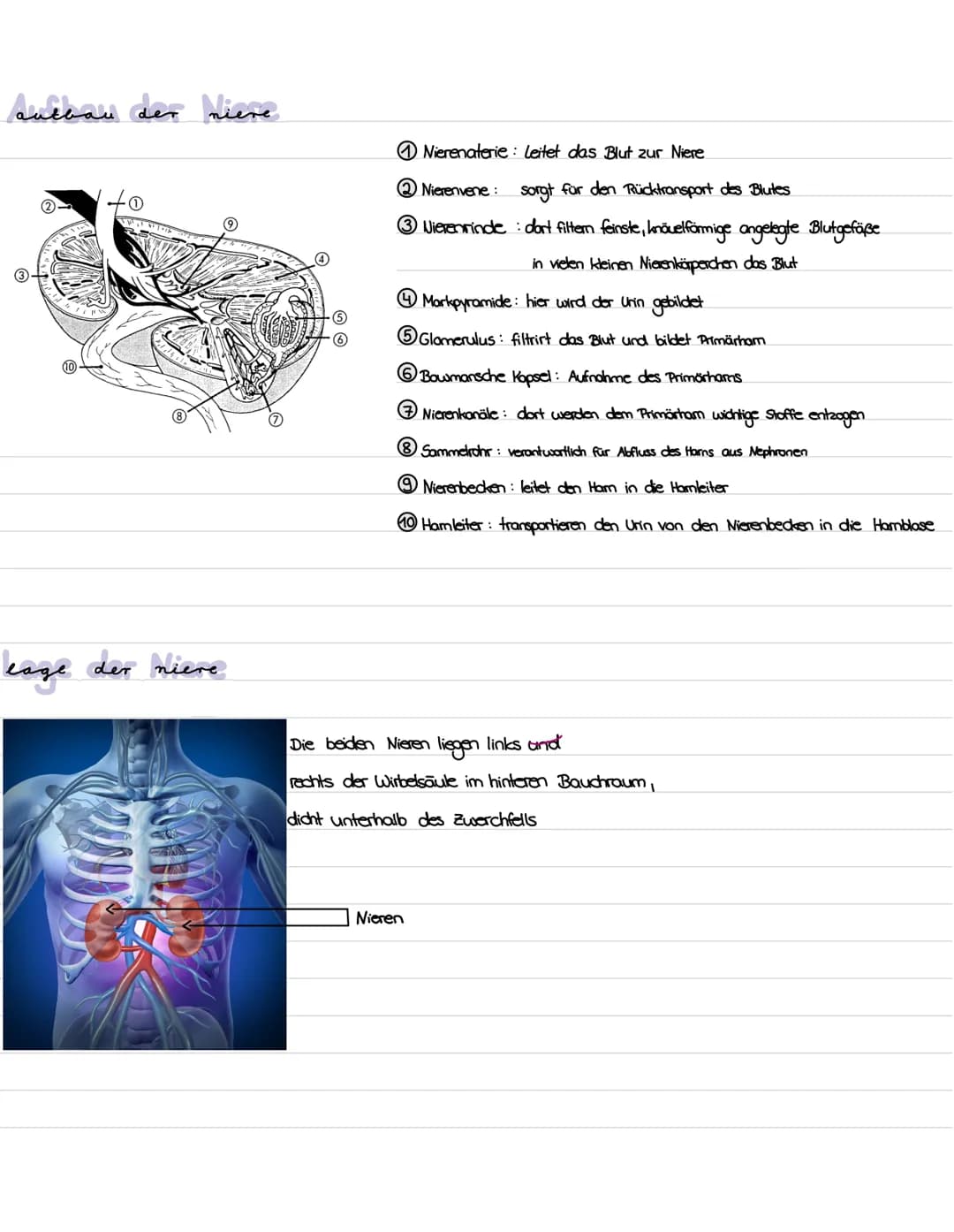 Die niere
}
100 Gliederung
1. Präparation Diere
2. Aufbau und Lage der Niere
3. Funktion der Niere
4. Bau, Funktion und Lage des Nephrons
5.