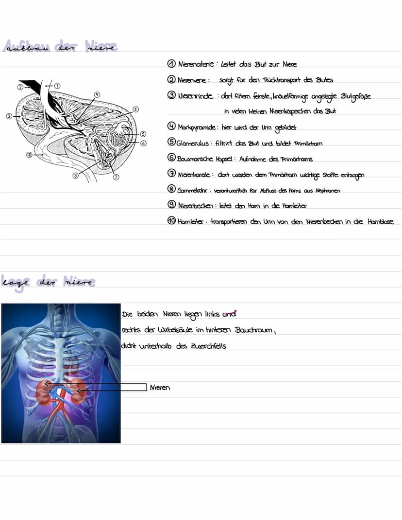 Die niere
}
100 Gliederung
1. Präparation Diere
2. Aufbau und Lage der Niere
3. Funktion der Niere
4. Bau, Funktion und Lage des Nephrons
5.