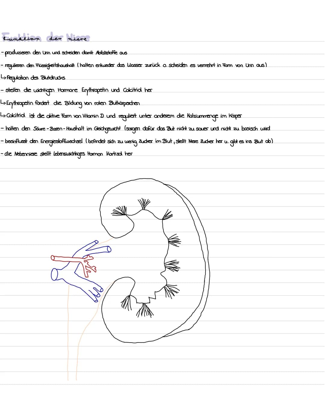 Die niere
}
100 Gliederung
1. Präparation Diere
2. Aufbau und Lage der Niere
3. Funktion der Niere
4. Bau, Funktion und Lage des Nephrons
5.