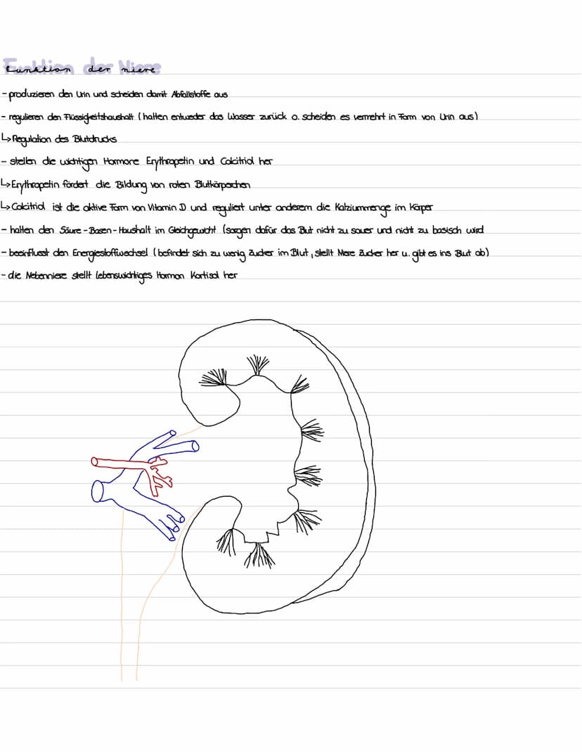 Die niere
}
100 Gliederung
1. Präparation Diere
2. Aufbau und Lage der Niere
3. Funktion der Niere
4. Bau, Funktion und Lage des Nephrons
5.