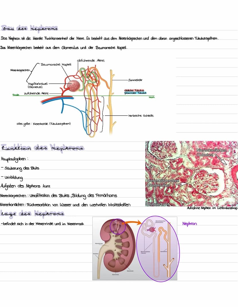 Die niere
}
100 Gliederung
1. Präparation Diere
2. Aufbau und Lage der Niere
3. Funktion der Niere
4. Bau, Funktion und Lage des Nephrons
5.