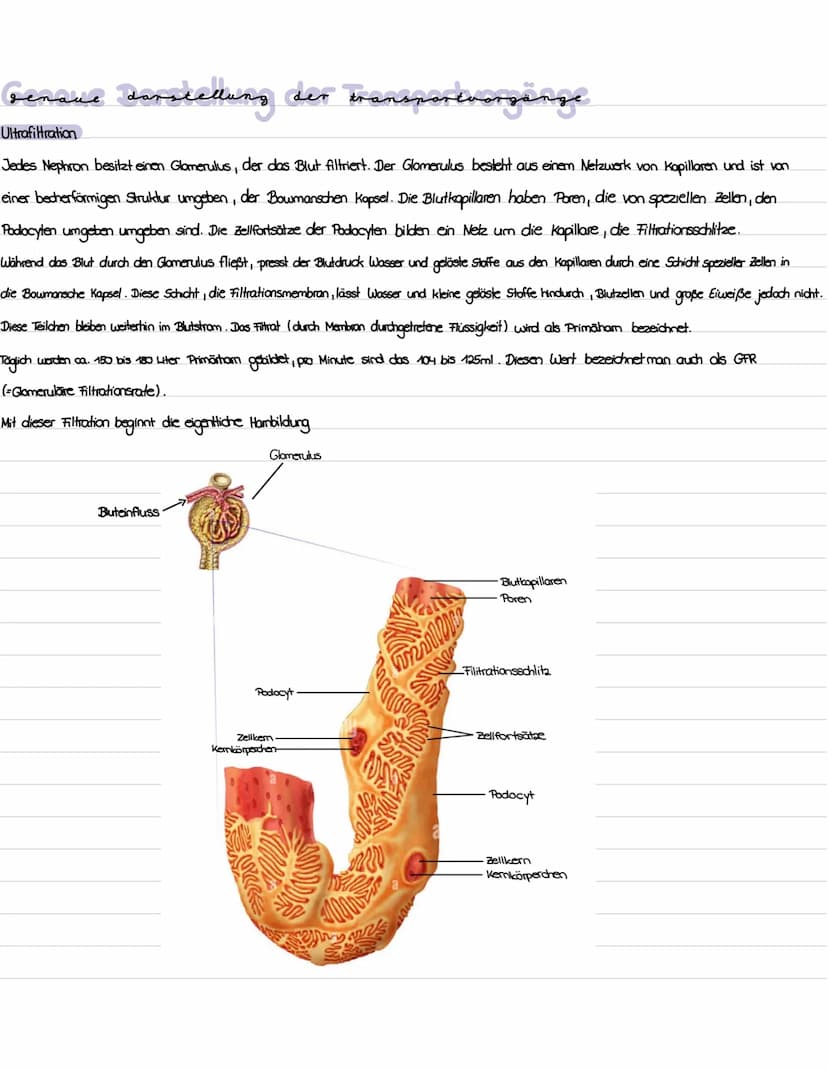 Die niere
}
100 Gliederung
1. Präparation Diere
2. Aufbau und Lage der Niere
3. Funktion der Niere
4. Bau, Funktion und Lage des Nephrons
5.