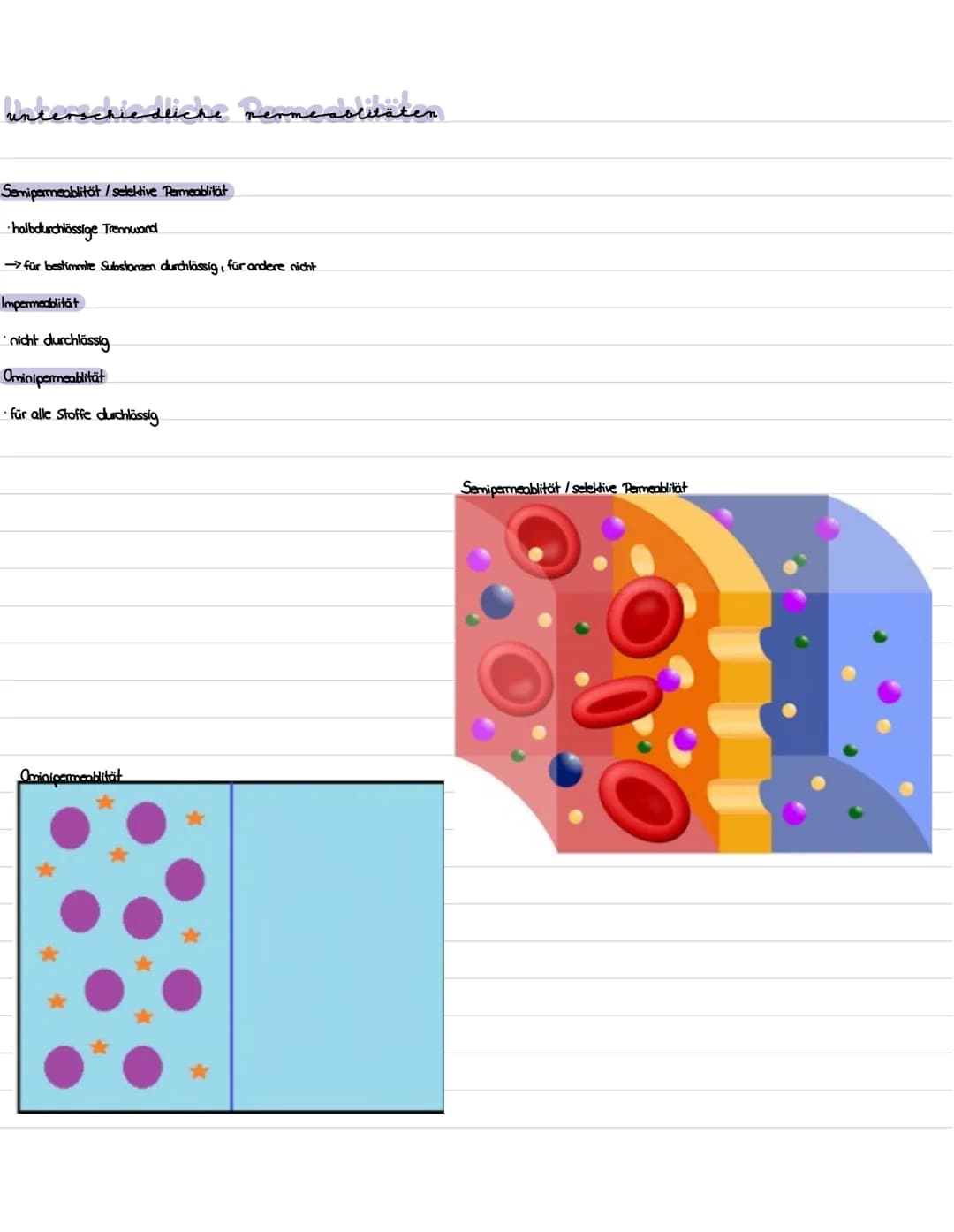 Die niere
}
100 Gliederung
1. Präparation Diere
2. Aufbau und Lage der Niere
3. Funktion der Niere
4. Bau, Funktion und Lage des Nephrons
5.